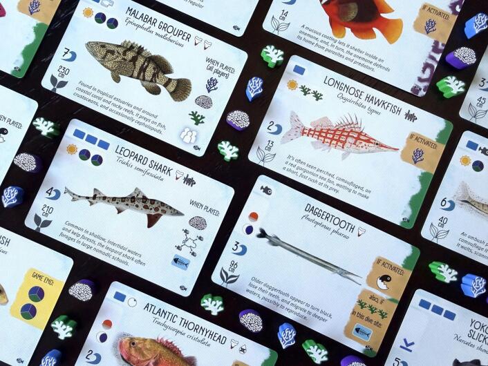 Finspan - Sharks & Reefs Expansion